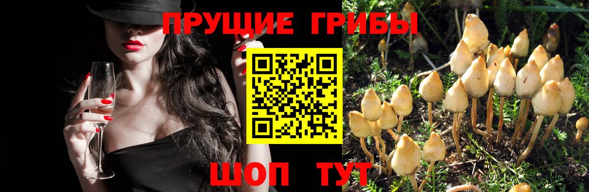 Галлюциногенные грибы мухоморы  Вход с VPN  Кызыл  Псилоцибиновые грибы прущие грибы 